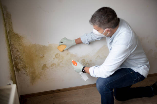 Best Crawl Space Mold Remediation  in Highland Lakes, AL